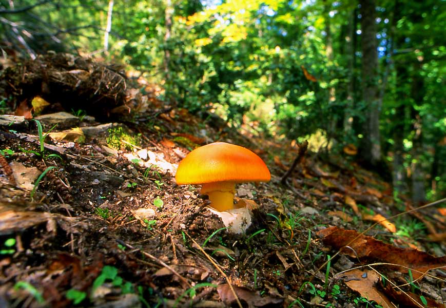  Image name: Amanita_caesarea3.jpg 
 width: 869 pixel 
 height: 600 pixel 
 Size: 107011 bytes 
 Click to enlarge 